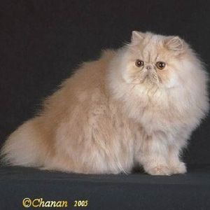 Meet your Posher, Pam